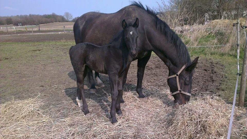Oldenborg Sjamør Nyholm billede 7