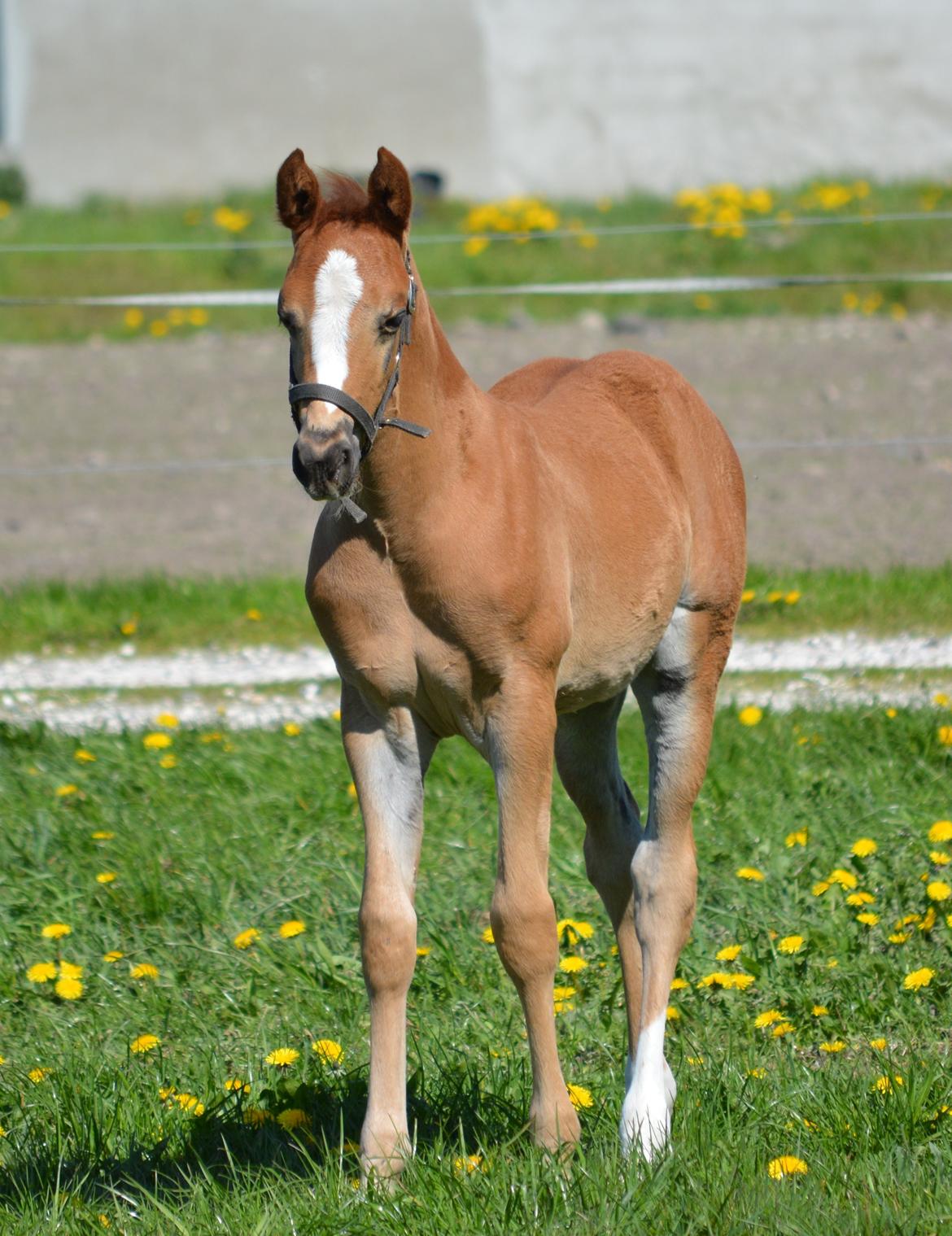 DSP Lykkebo Double Up billede 11