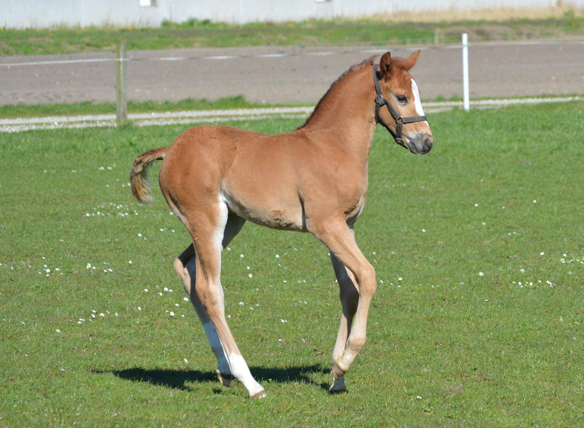 DSP Lykkebo Double Up billede 13