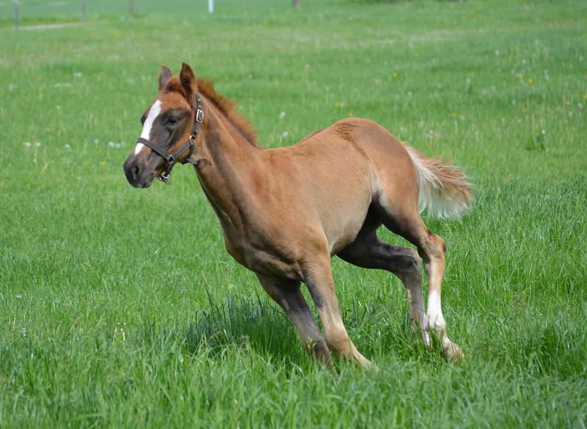 DSP Lykkebo Double Up billede 5