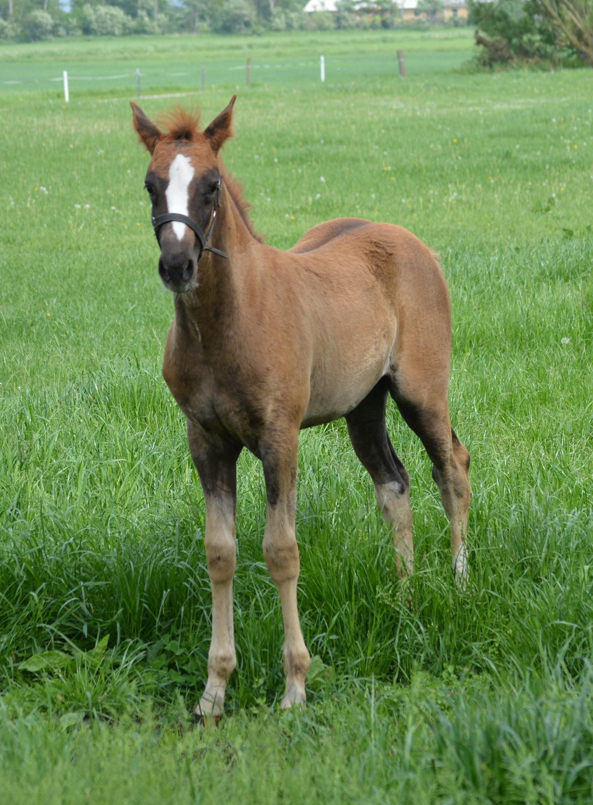 DSP Lykkebo Double Up billede 6