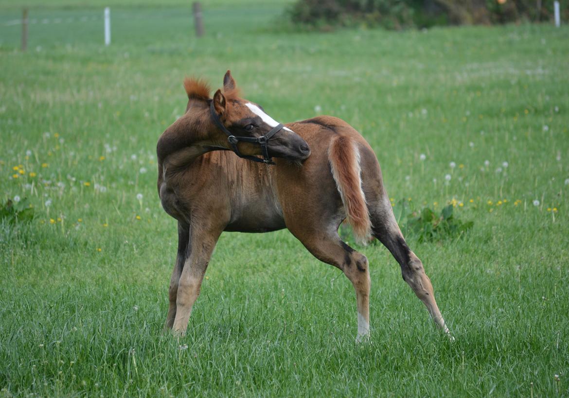 DSP Lykkebo Double Up billede 9