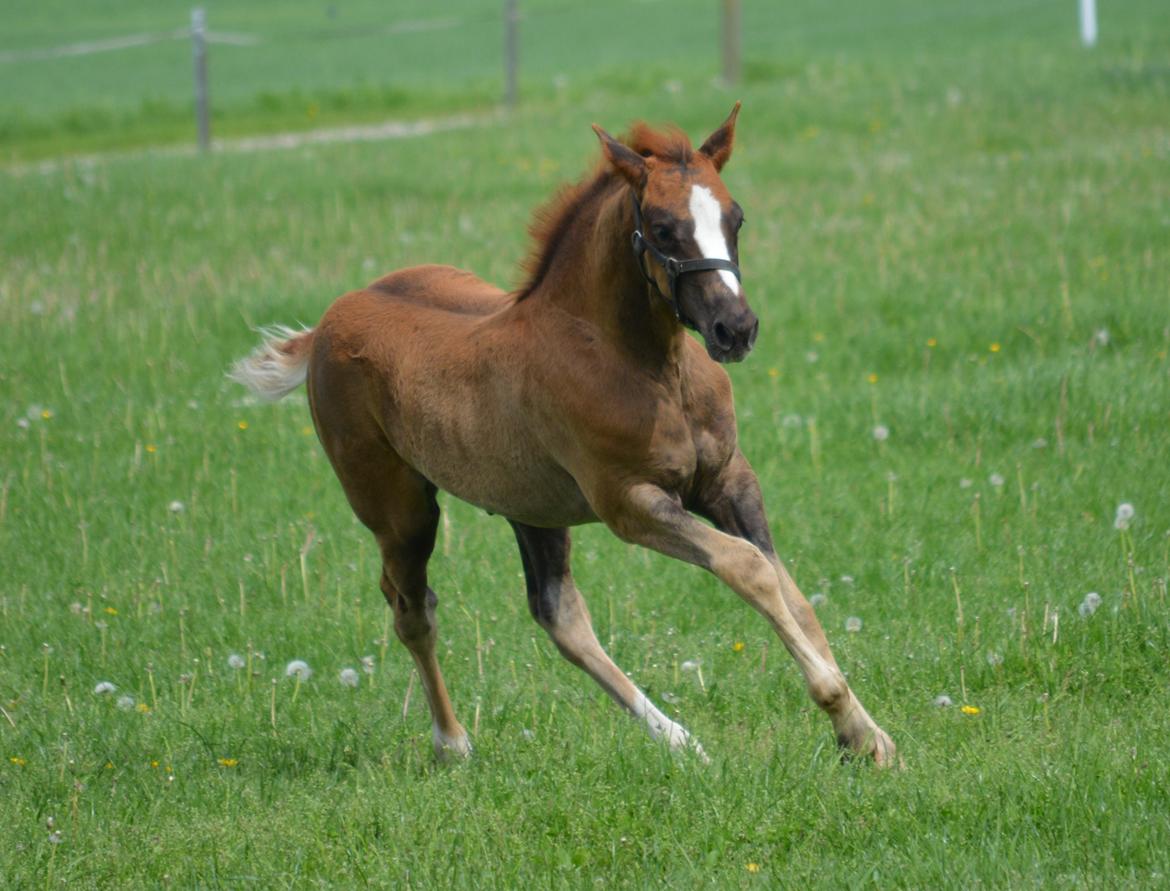 DSP Lykkebo Double Up billede 3