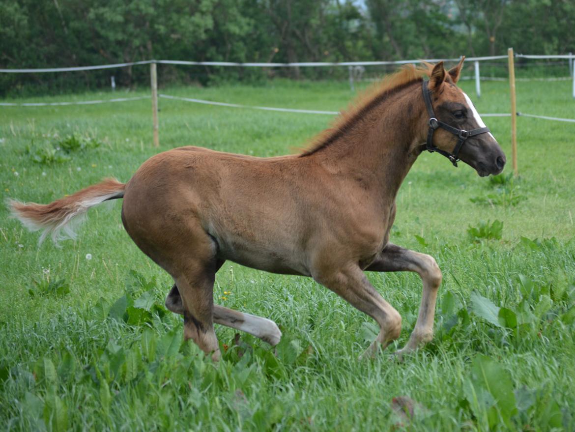 DSP Lykkebo Double Up billede 4