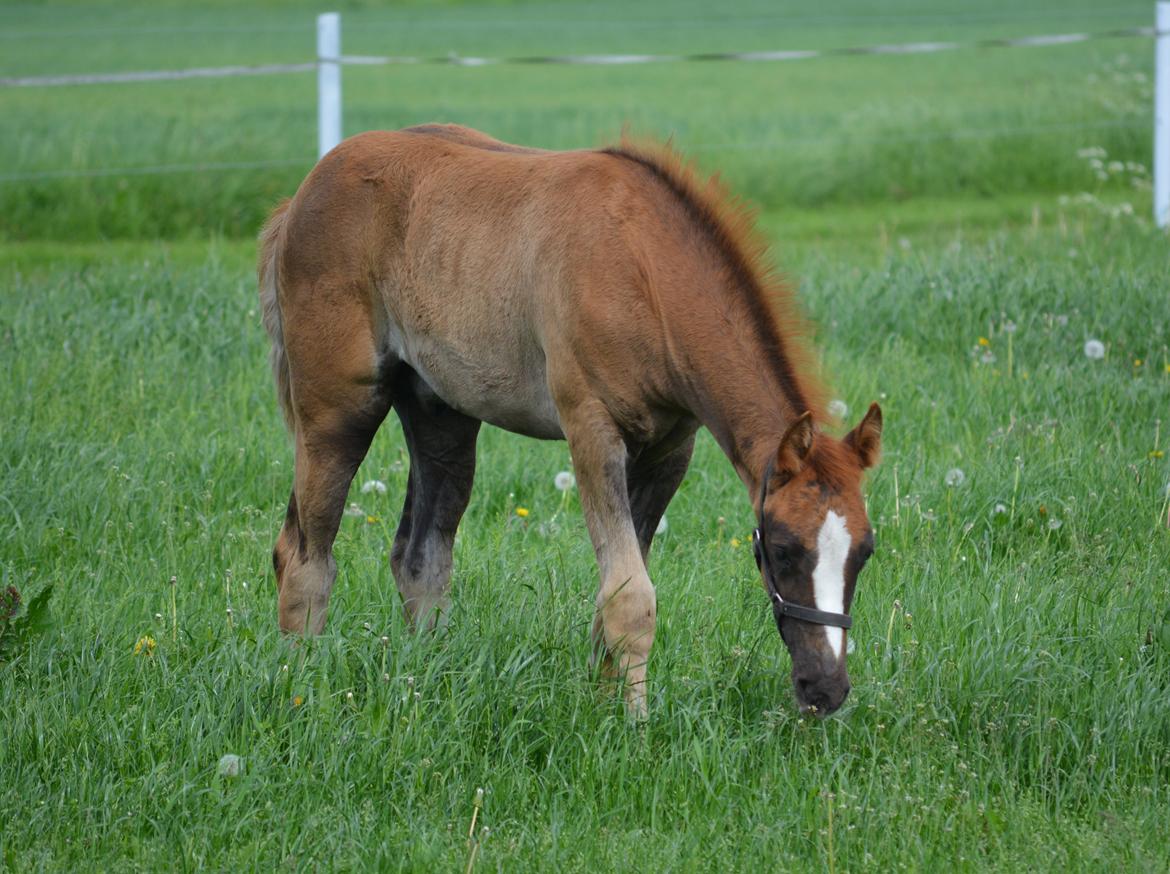 DSP Lykkebo Double Up billede 8