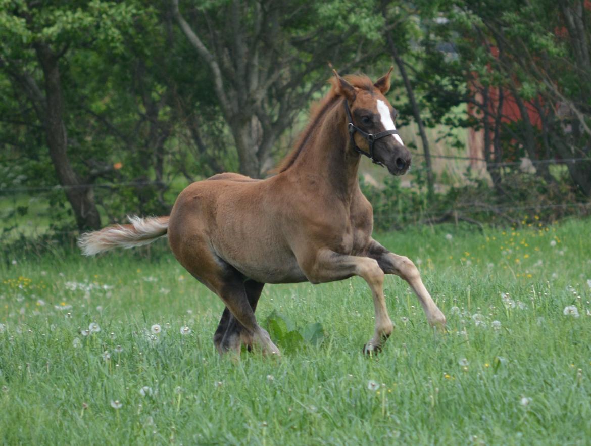 DSP Lykkebo Double Up billede 7