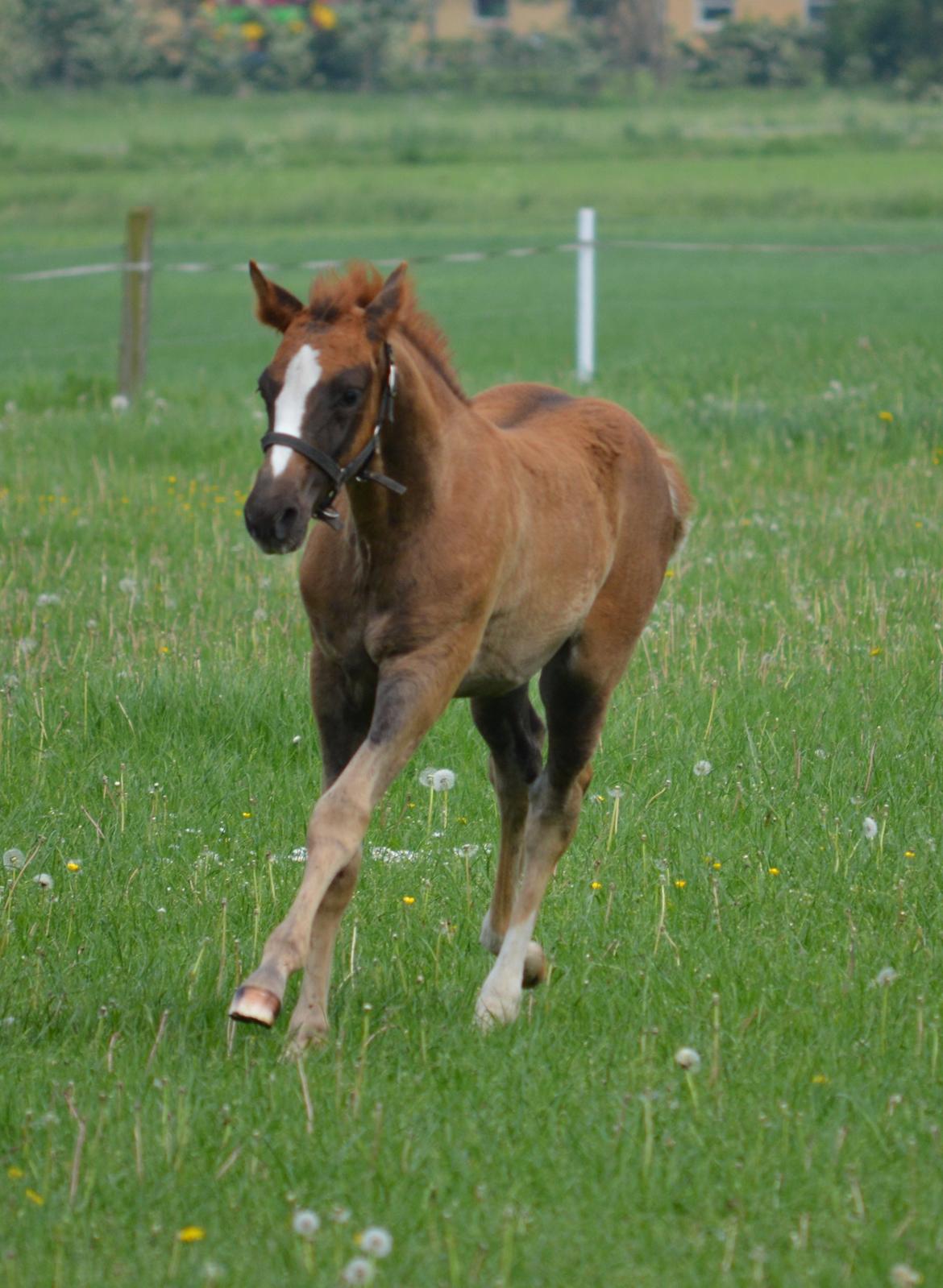 DSP Lykkebo Double Up billede 10