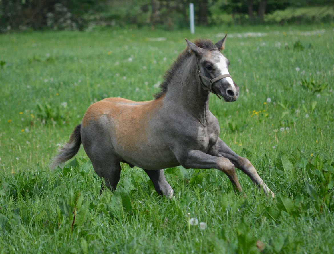 DSP Lykkebo Duncan billede 5