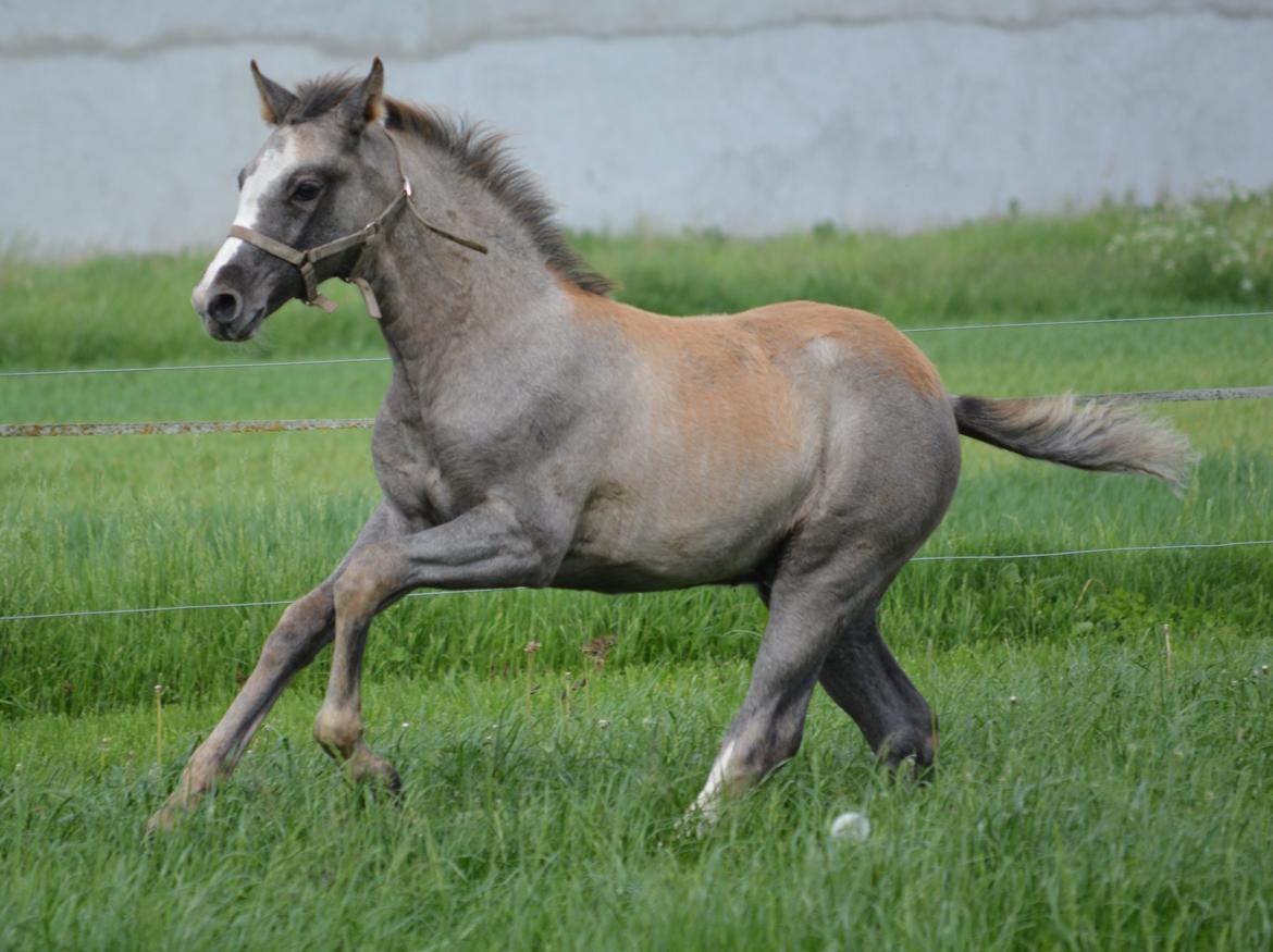 DSP Lykkebo Duncan billede 2