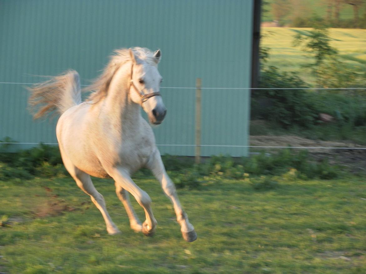 Anden særlig race Maki Sherif billede 6