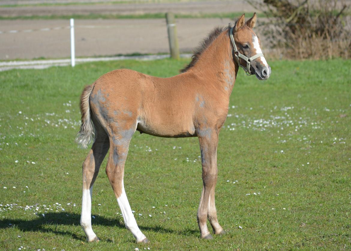 DSP Lykkebo Duncan billede 6