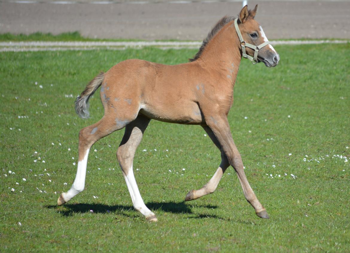 DSP Lykkebo Duncan billede 7