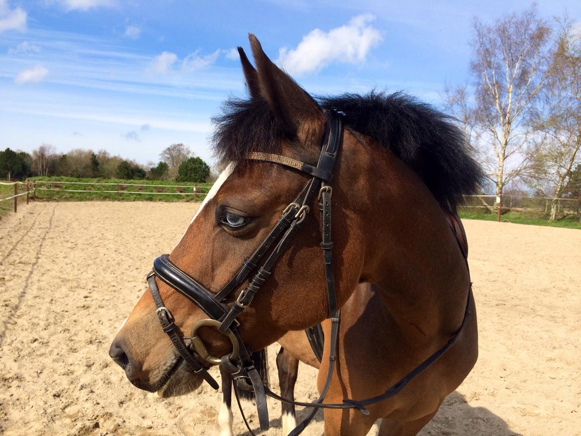 Tysk Sportspony Emira C *A-pony* billede 4