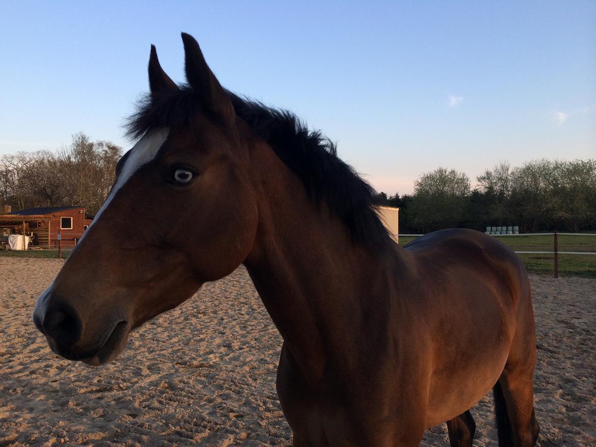 Tysk Sportspony Emira C *A-pony* billede 5