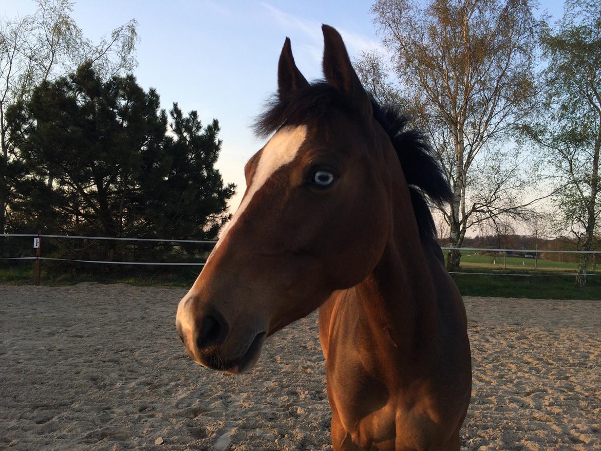 Tysk Sportspony Emira C *A-pony* billede 6