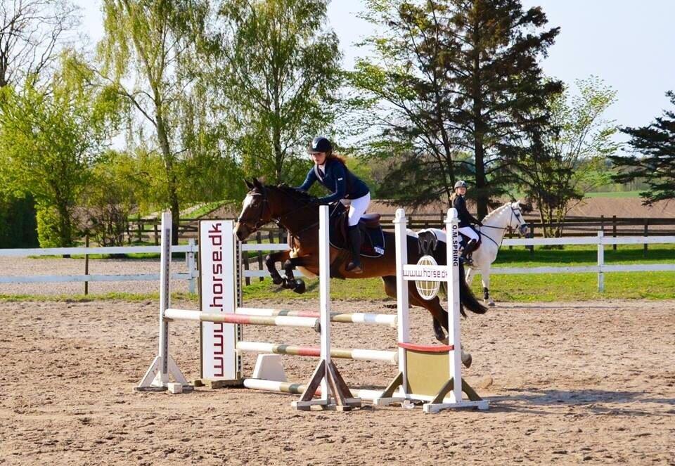 Tysk Sportspony Emira C *A-pony* billede 7