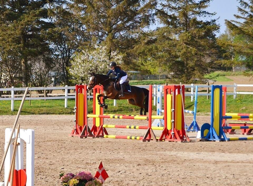 Tysk Sportspony Emira C *A-pony* billede 9