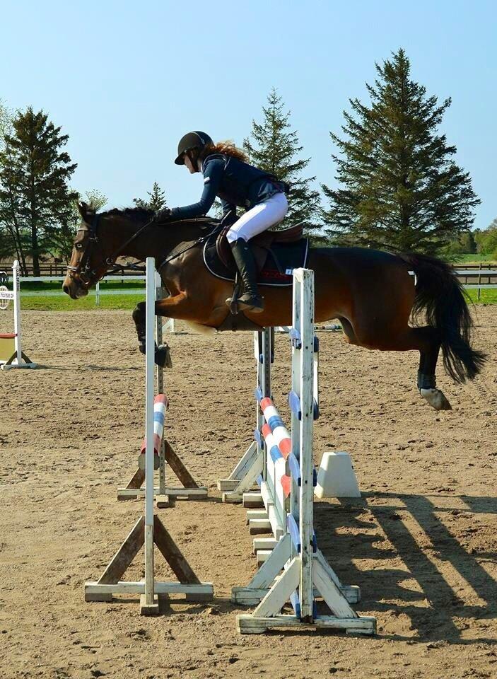 Tysk Sportspony Emira C *A-pony* billede 1