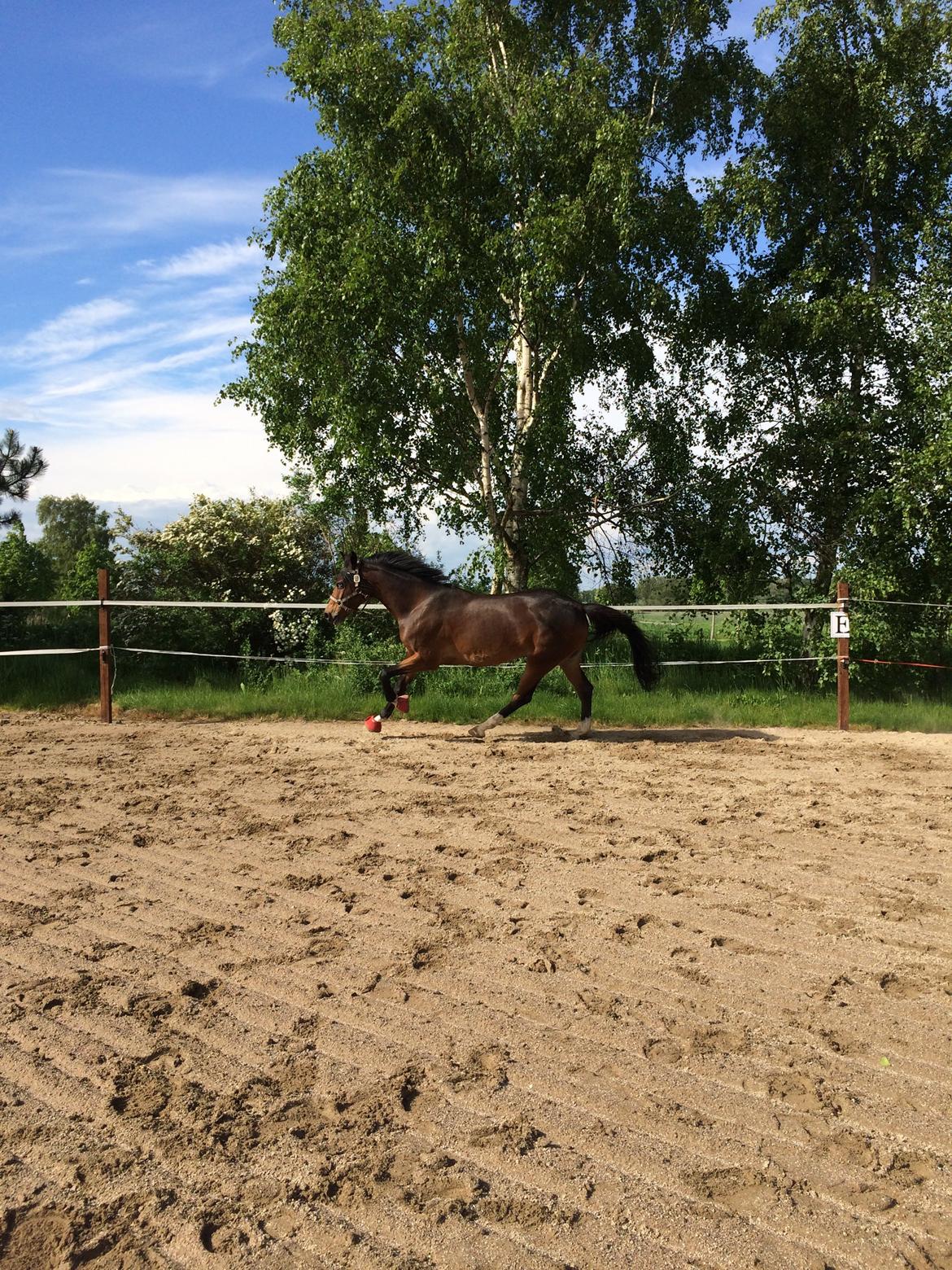 Tysk Sportspony Emira C *A-pony* billede 10