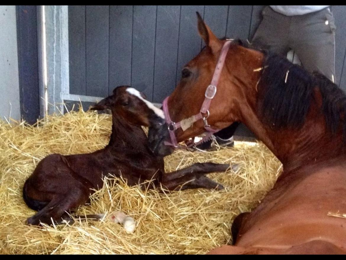 Dansk Varmblod Fanta WU billede 11