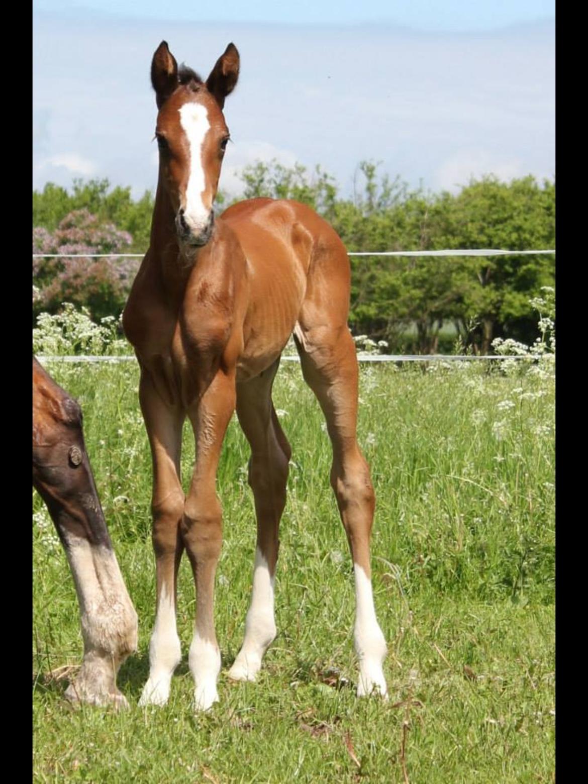 Dansk Varmblod Fanta WU billede 2