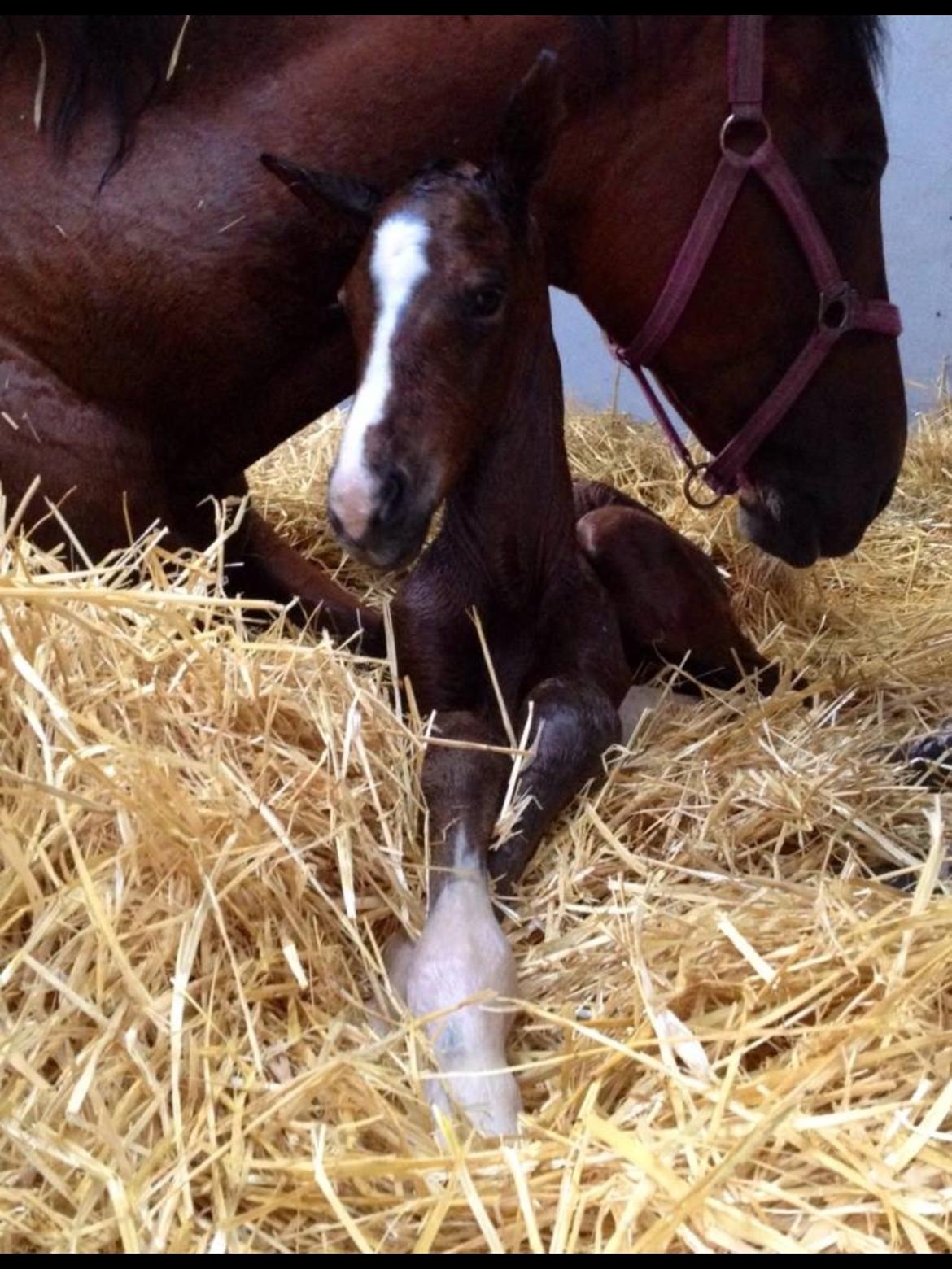 Dansk Varmblod Fanta WU billede 3