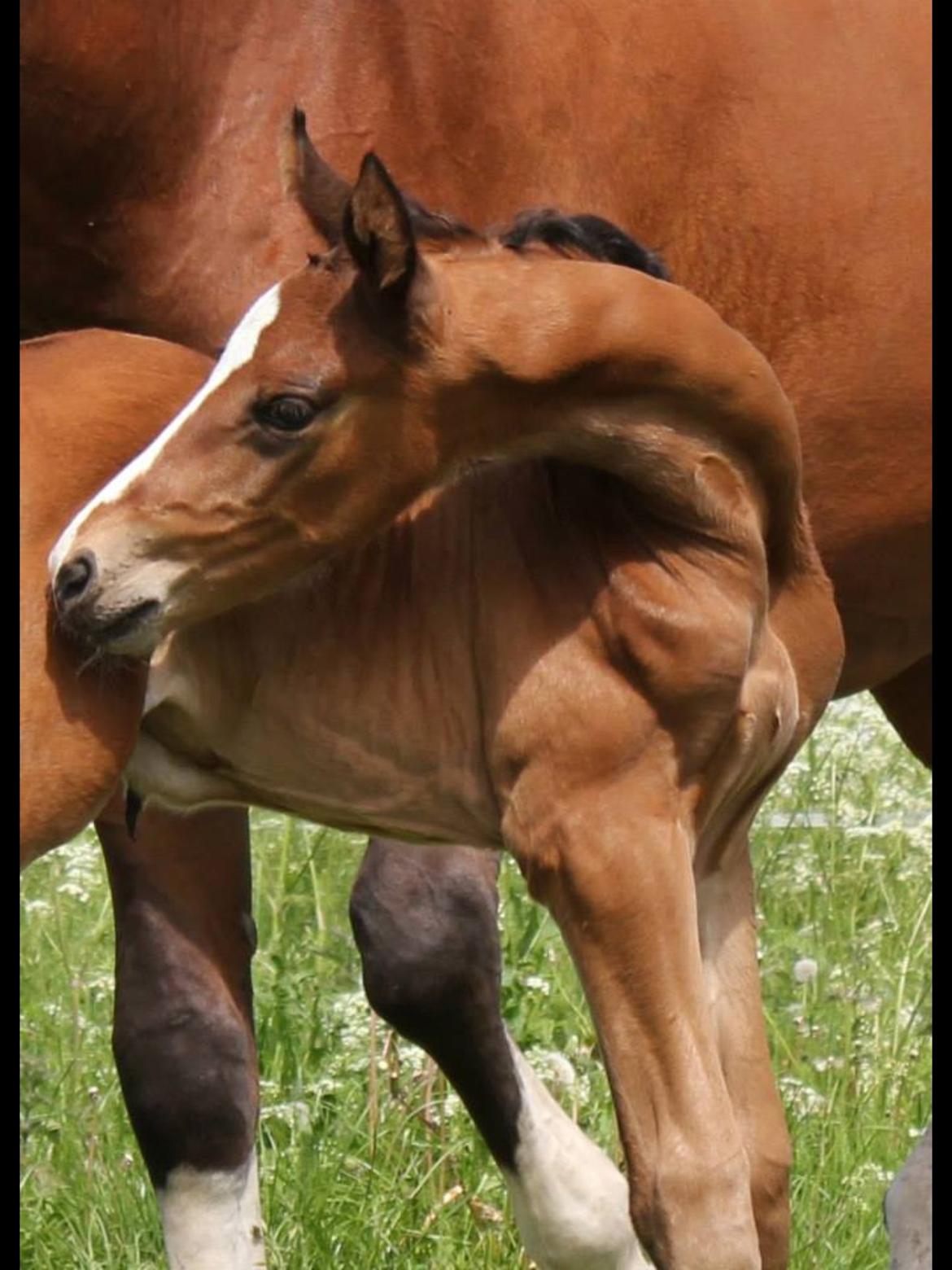 Dansk Varmblod Fanta WU billede 4