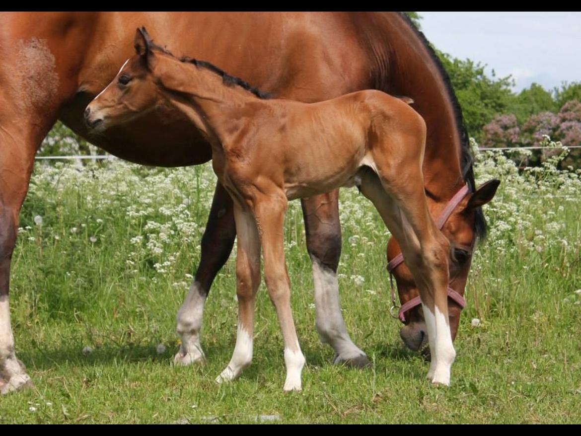 Dansk Varmblod Fanta WU billede 5