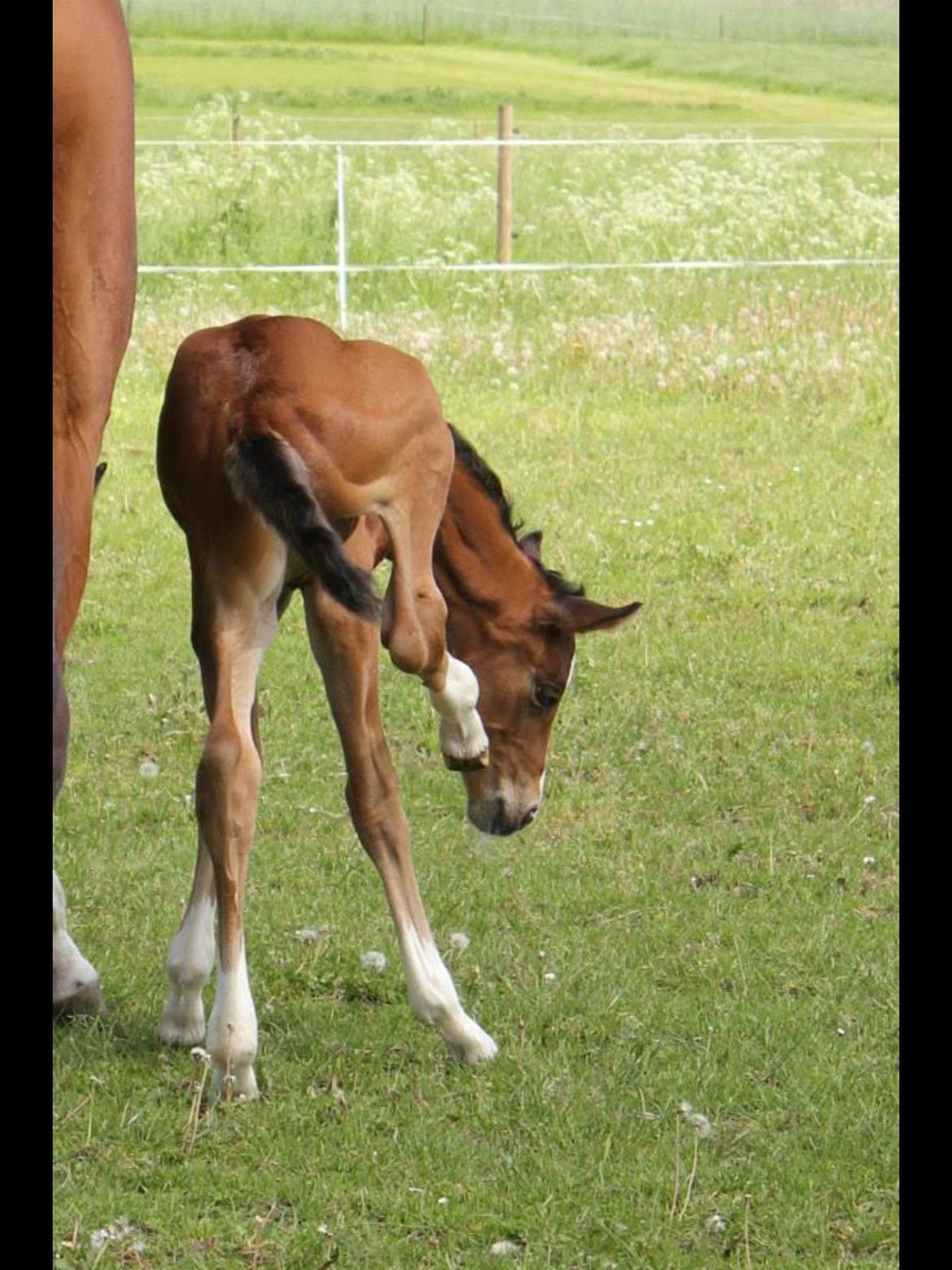 Dansk Varmblod Fanta WU billede 6