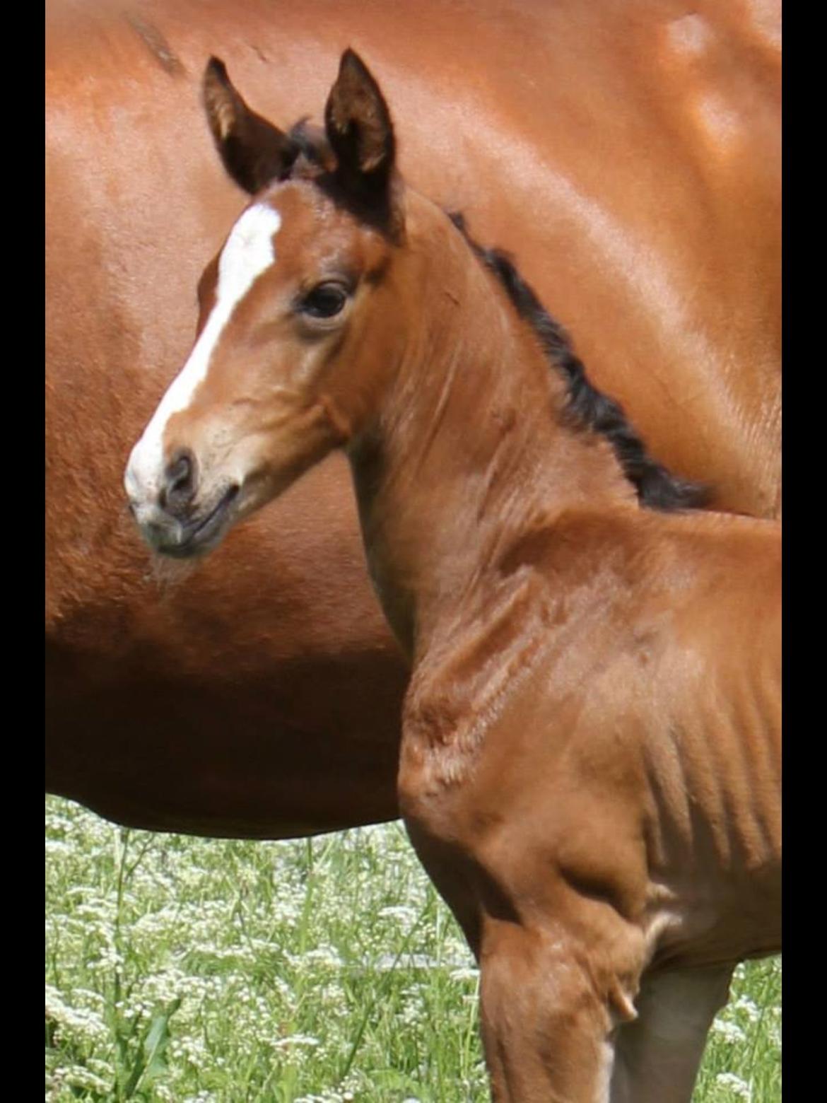 Dansk Varmblod Fanta WU billede 7