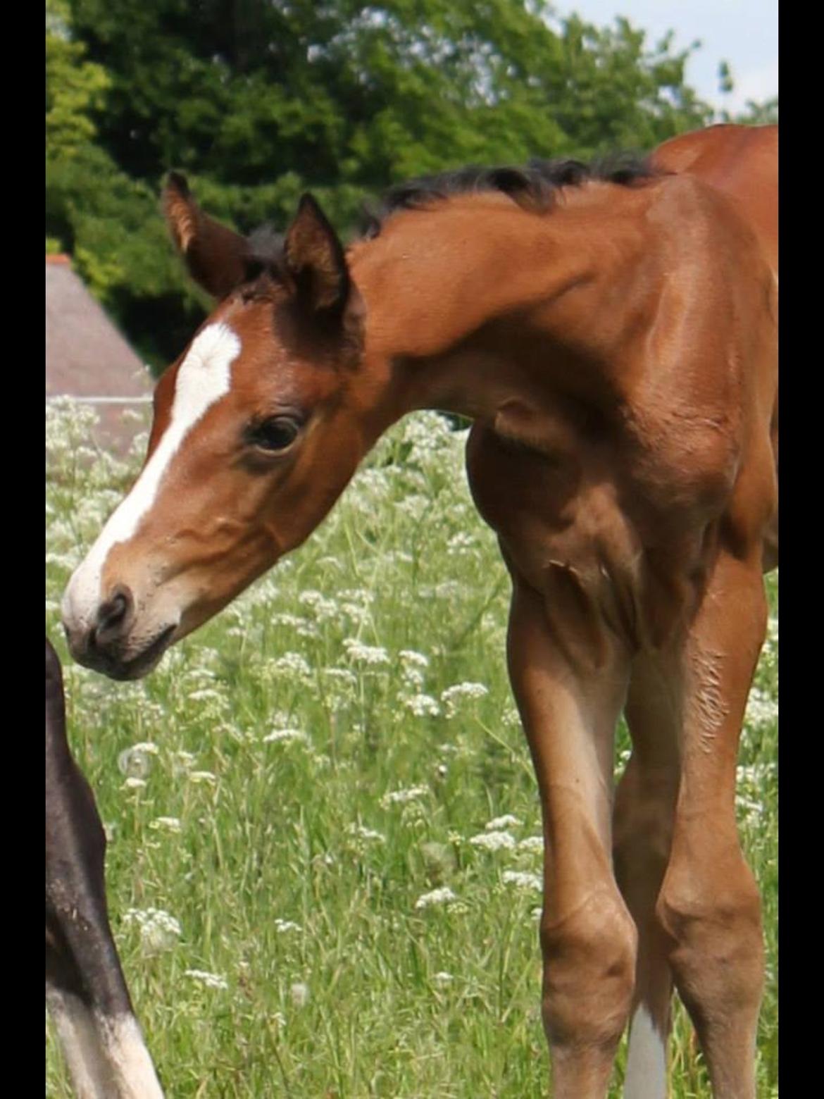 Dansk Varmblod Fanta WU billede 8