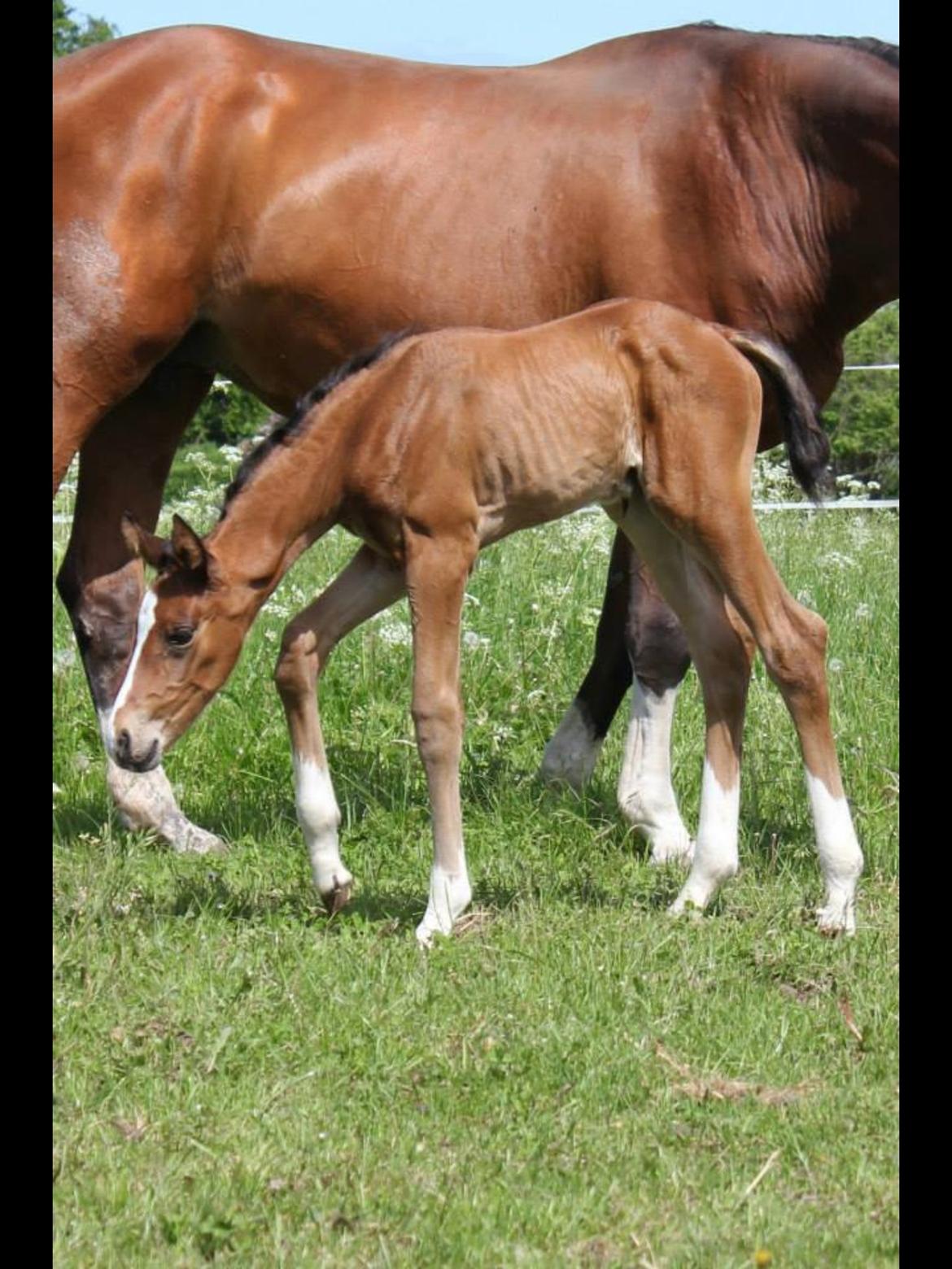 Dansk Varmblod Fanta WU billede 9