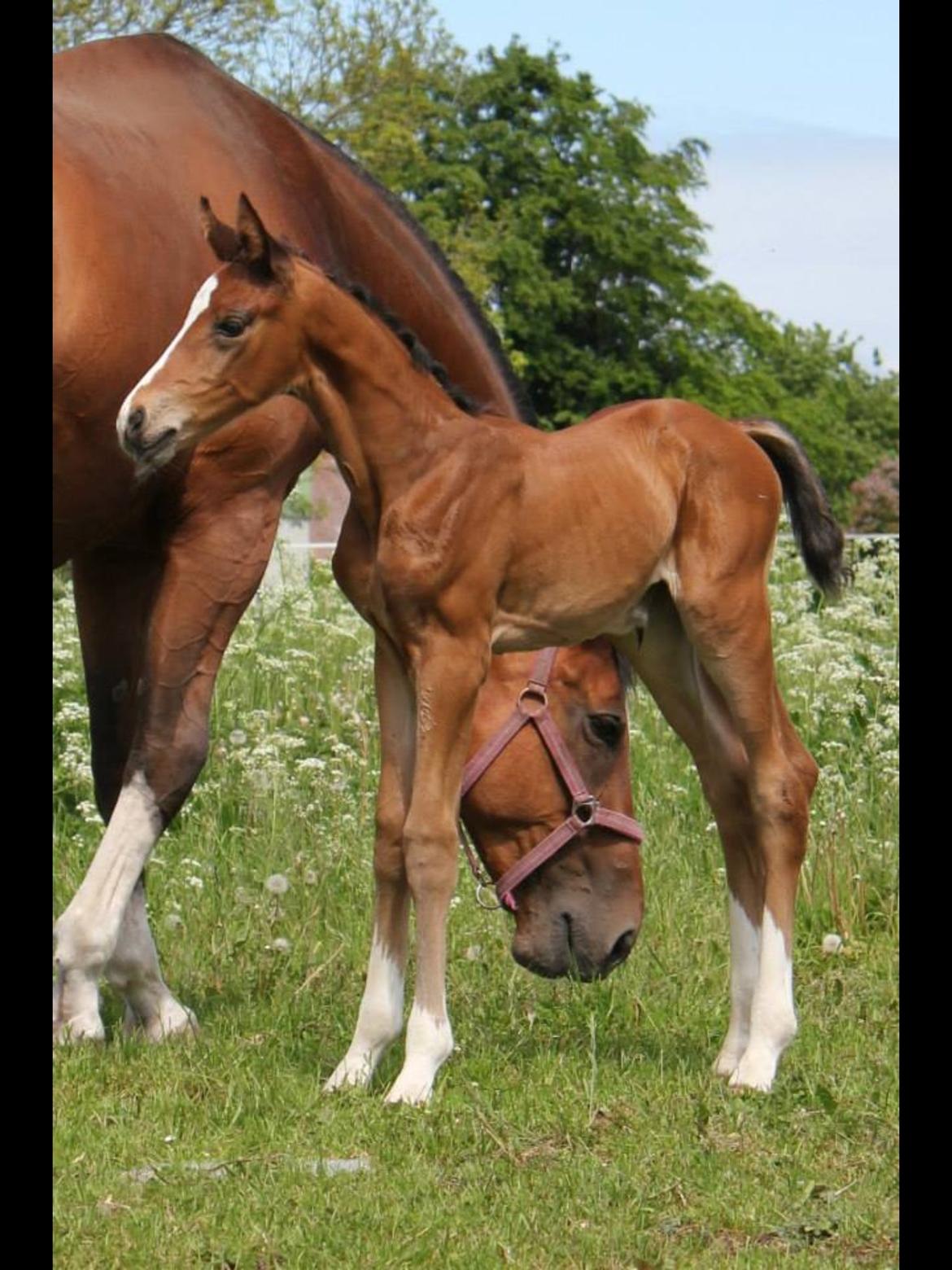 Dansk Varmblod Fanta WU billede 10