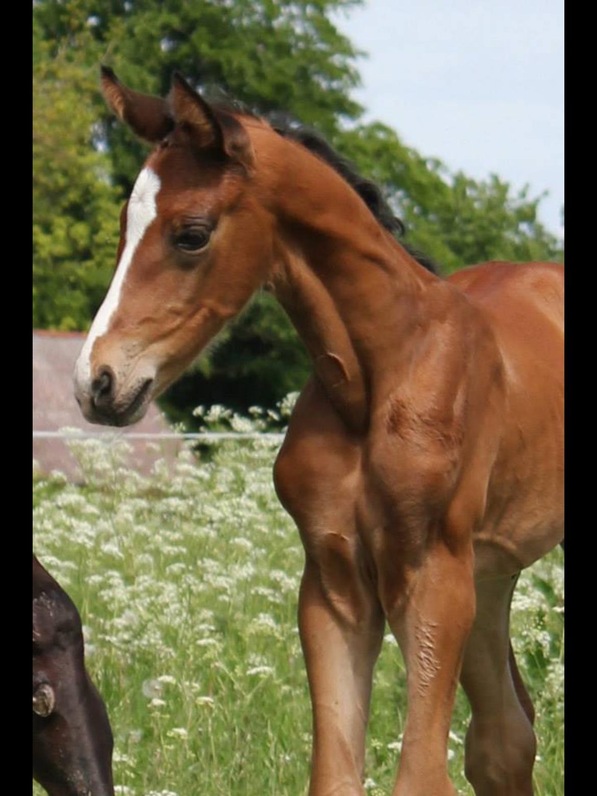 Dansk Varmblod Fanta WU billede 1