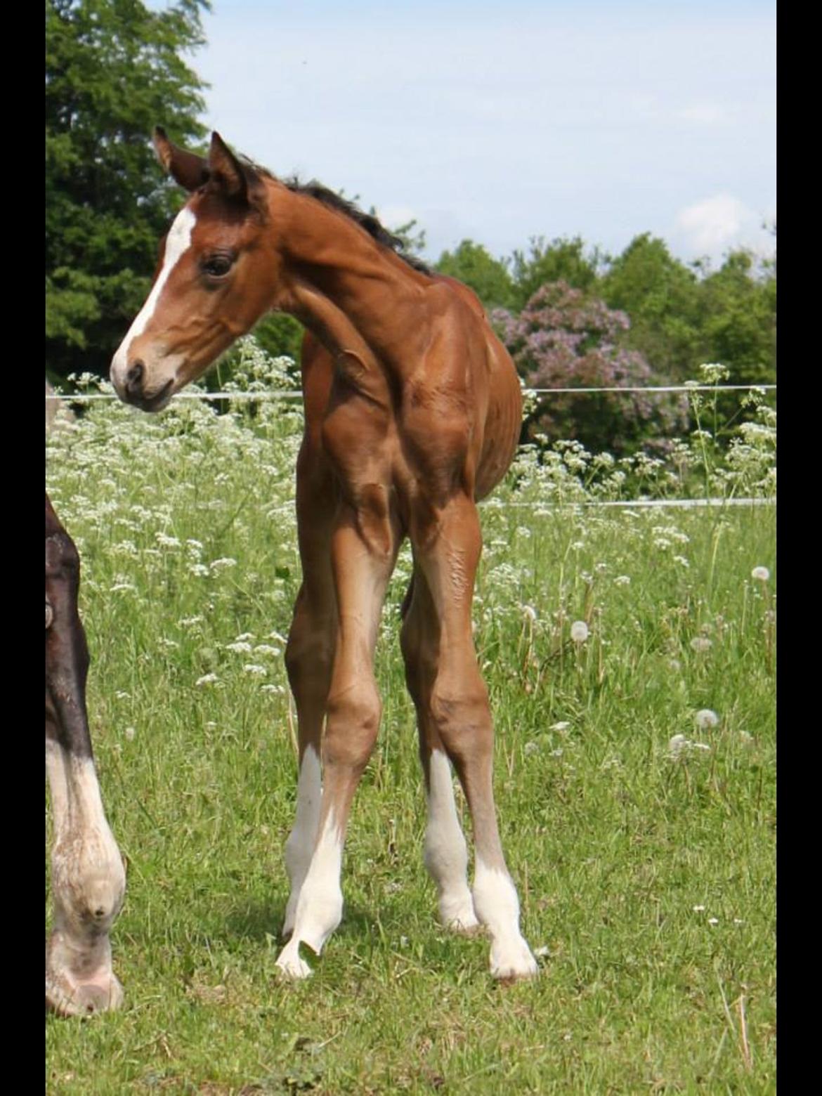 Dansk Varmblod Fanta WU billede 12