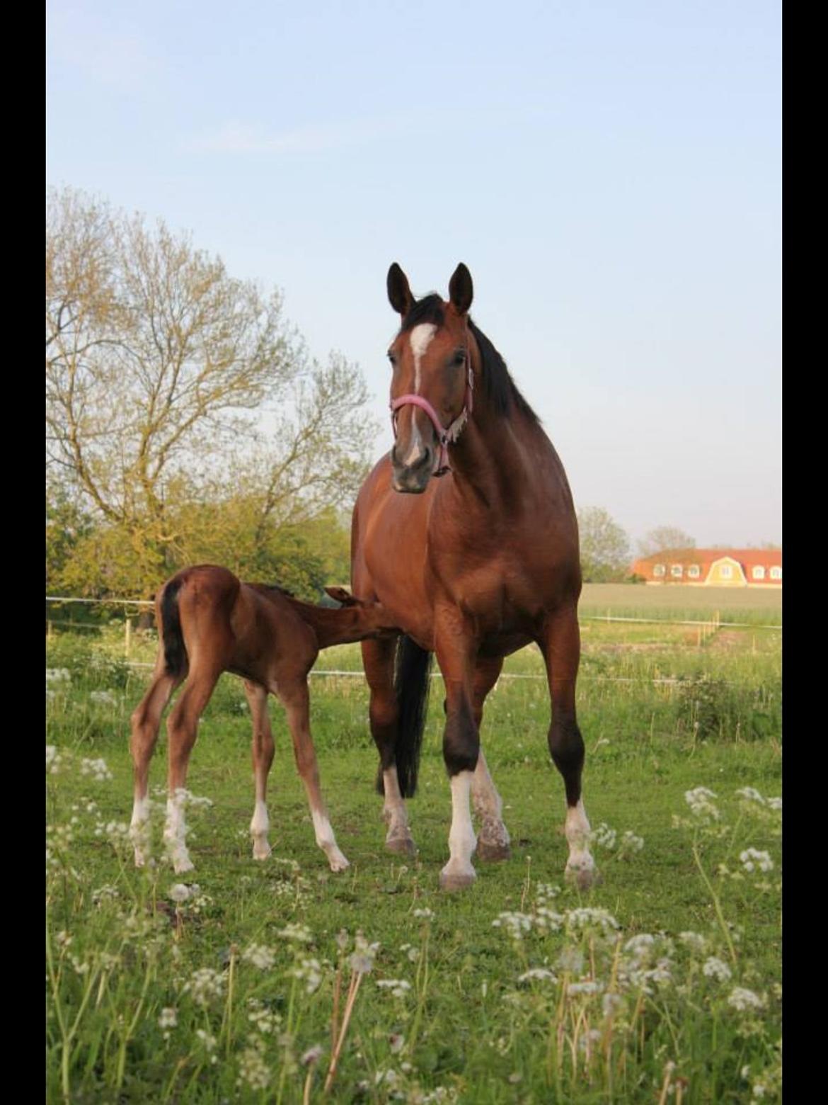 Dansk Varmblod Fanta WU billede 13