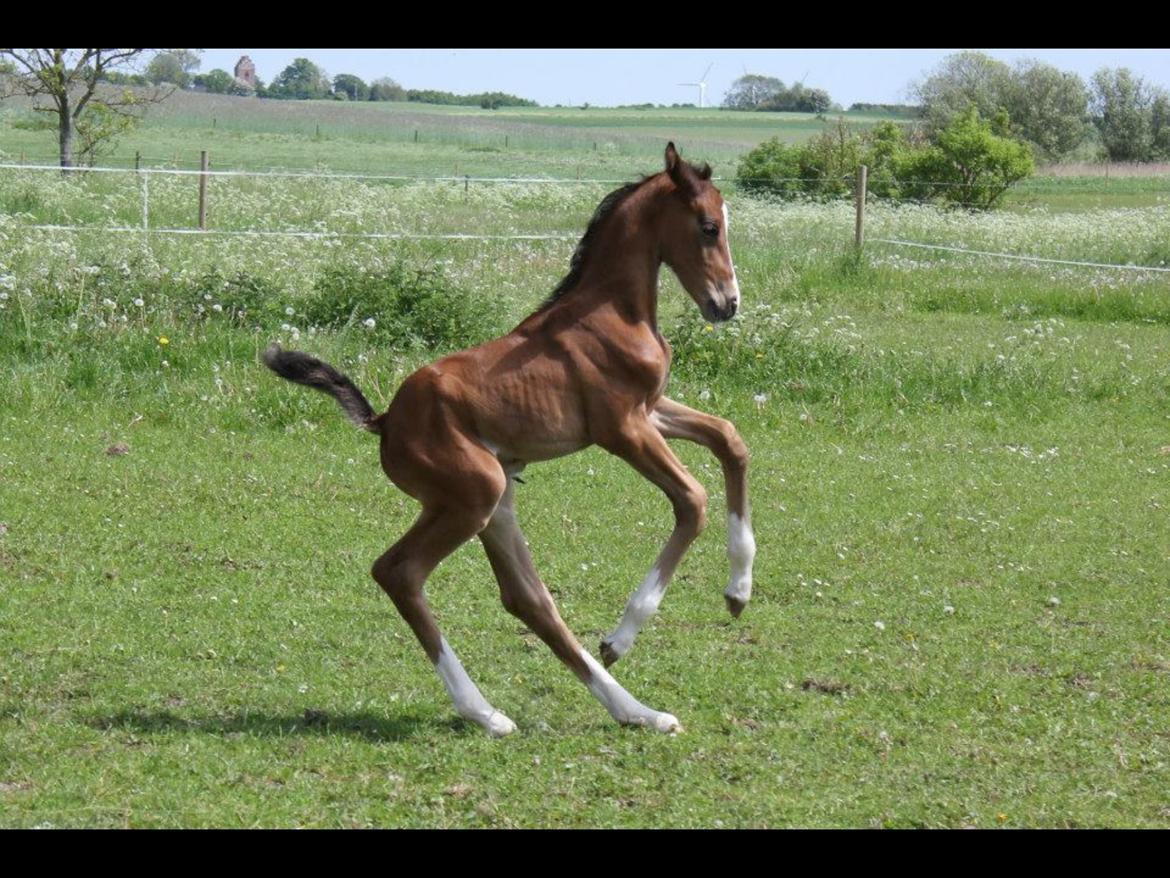 Dansk Varmblod Fanta WU billede 14