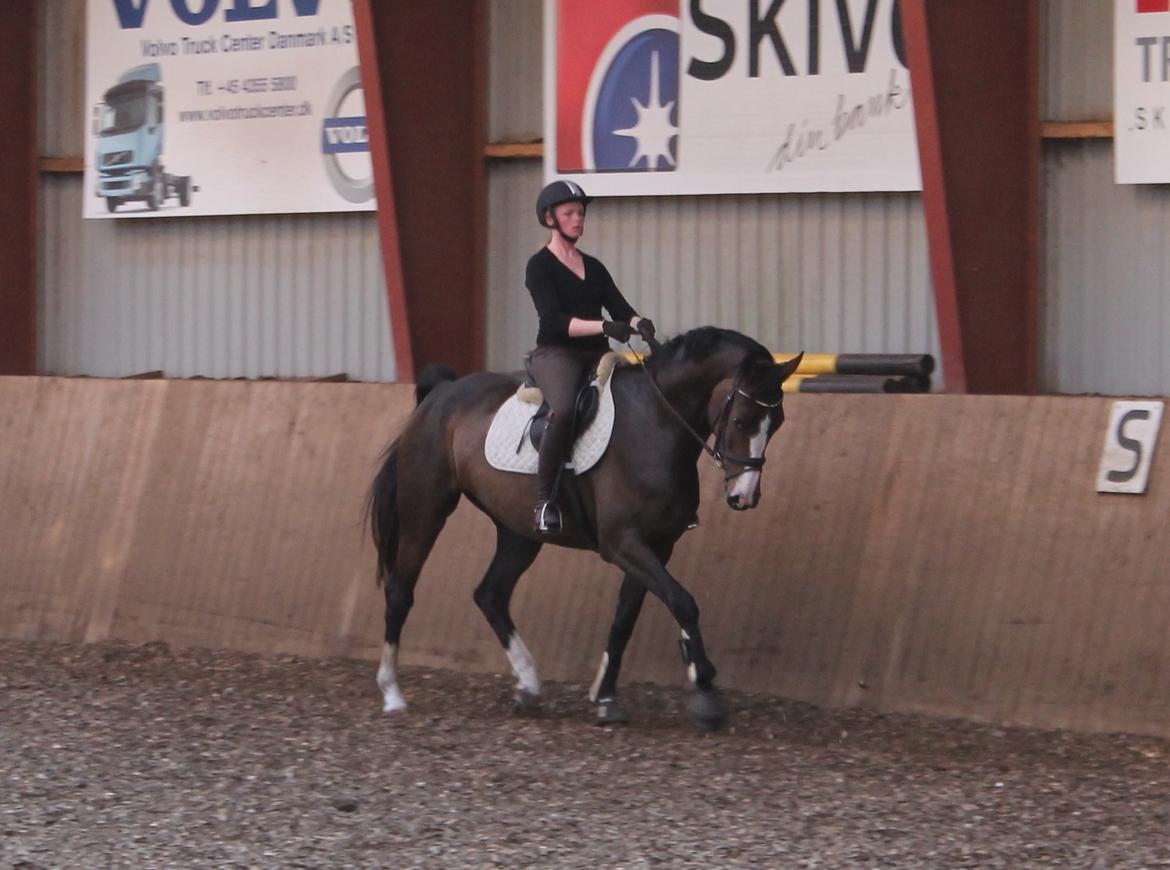 Dansk Varmblod Søballegårds Domina billede 22
