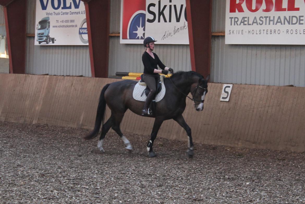 Dansk Varmblod Søballegårds Domina billede 23
