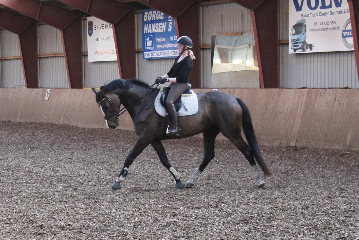 Dansk Varmblod Søballegårds Domina billede 1