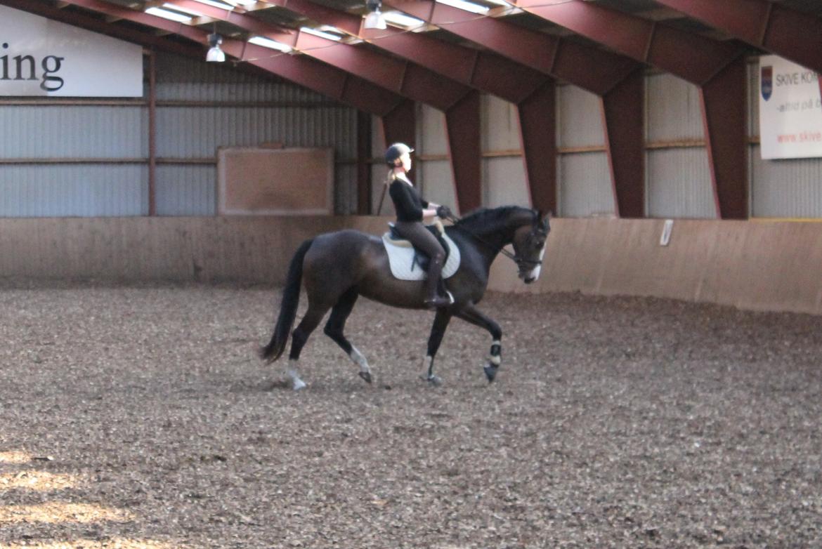 Dansk Varmblod Søballegårds Domina billede 24