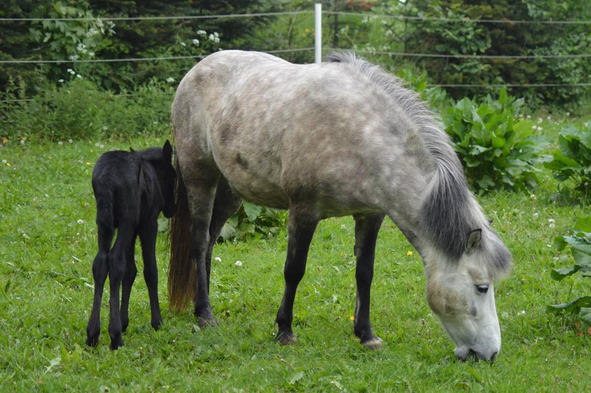 Islænder Kiljan Fra Stokbro billede 5