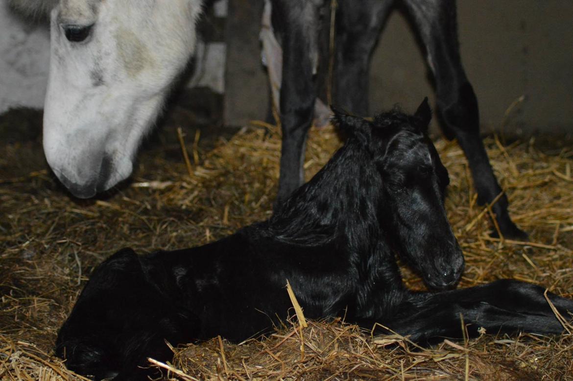 Islænder Kiljan Fra Stokbro billede 3