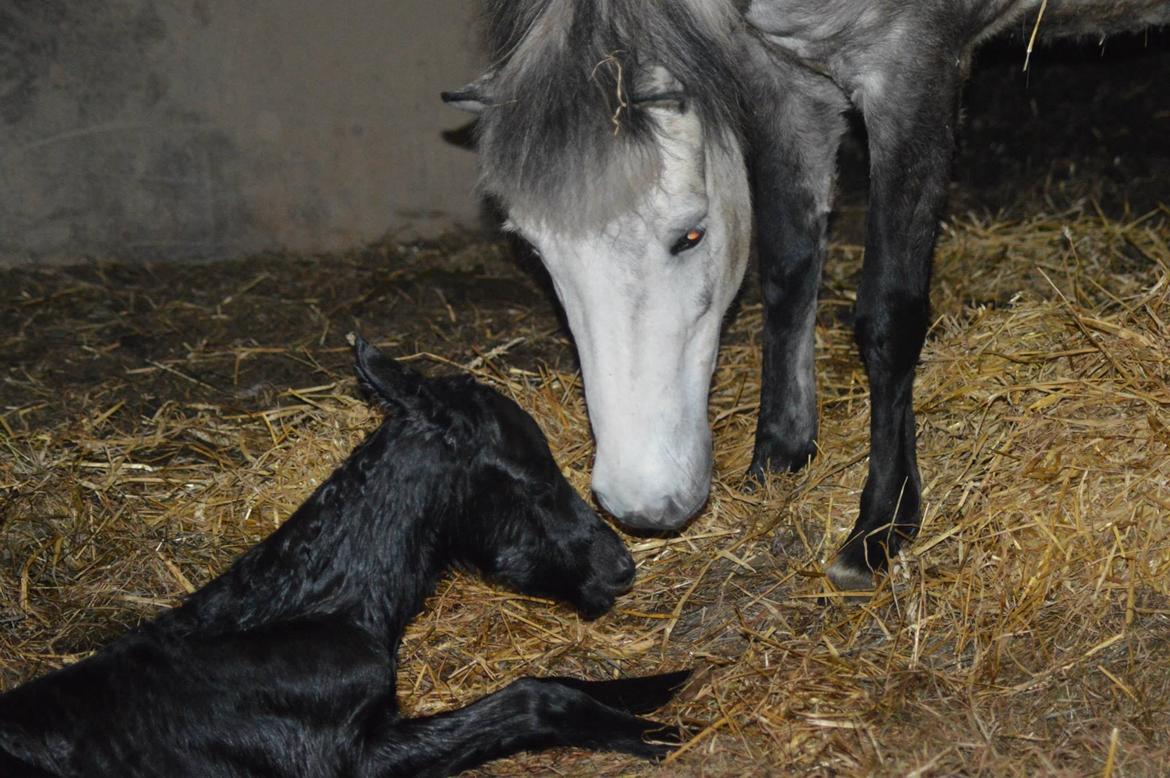 Islænder Kiljan Fra Stokbro billede 4