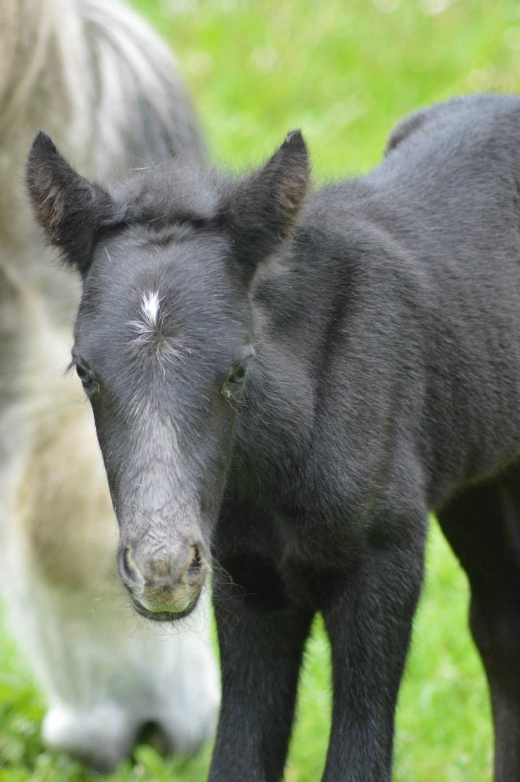 Islænder Kiljan Fra Stokbro billede 2