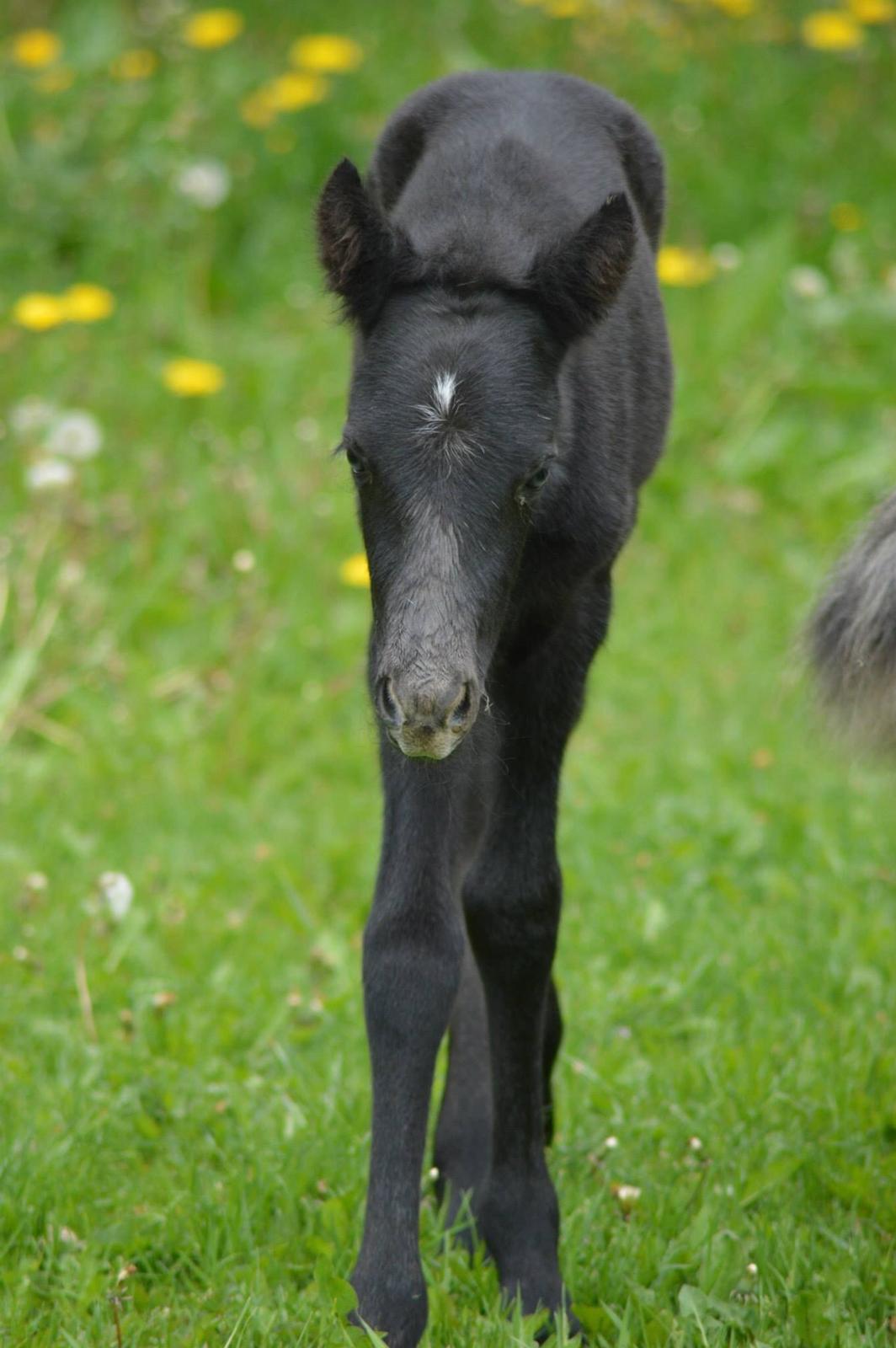 Islænder Kiljan Fra Stokbro billede 6