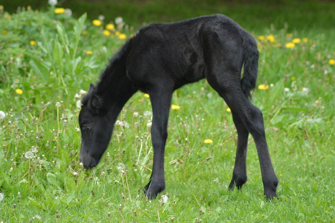 Islænder Kiljan Fra Stokbro billede 7