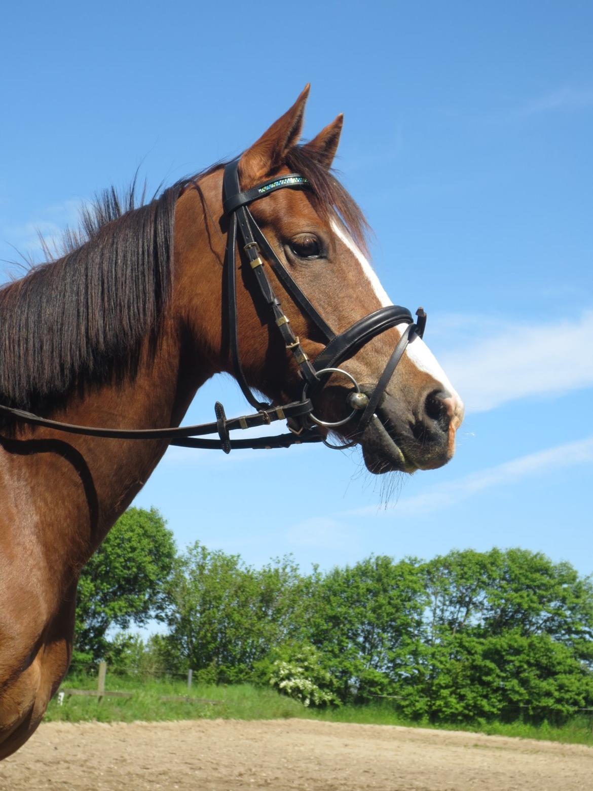 DSP Thorslunds Sunny Boy - Billede taget d. 17-05-2014 billede 10