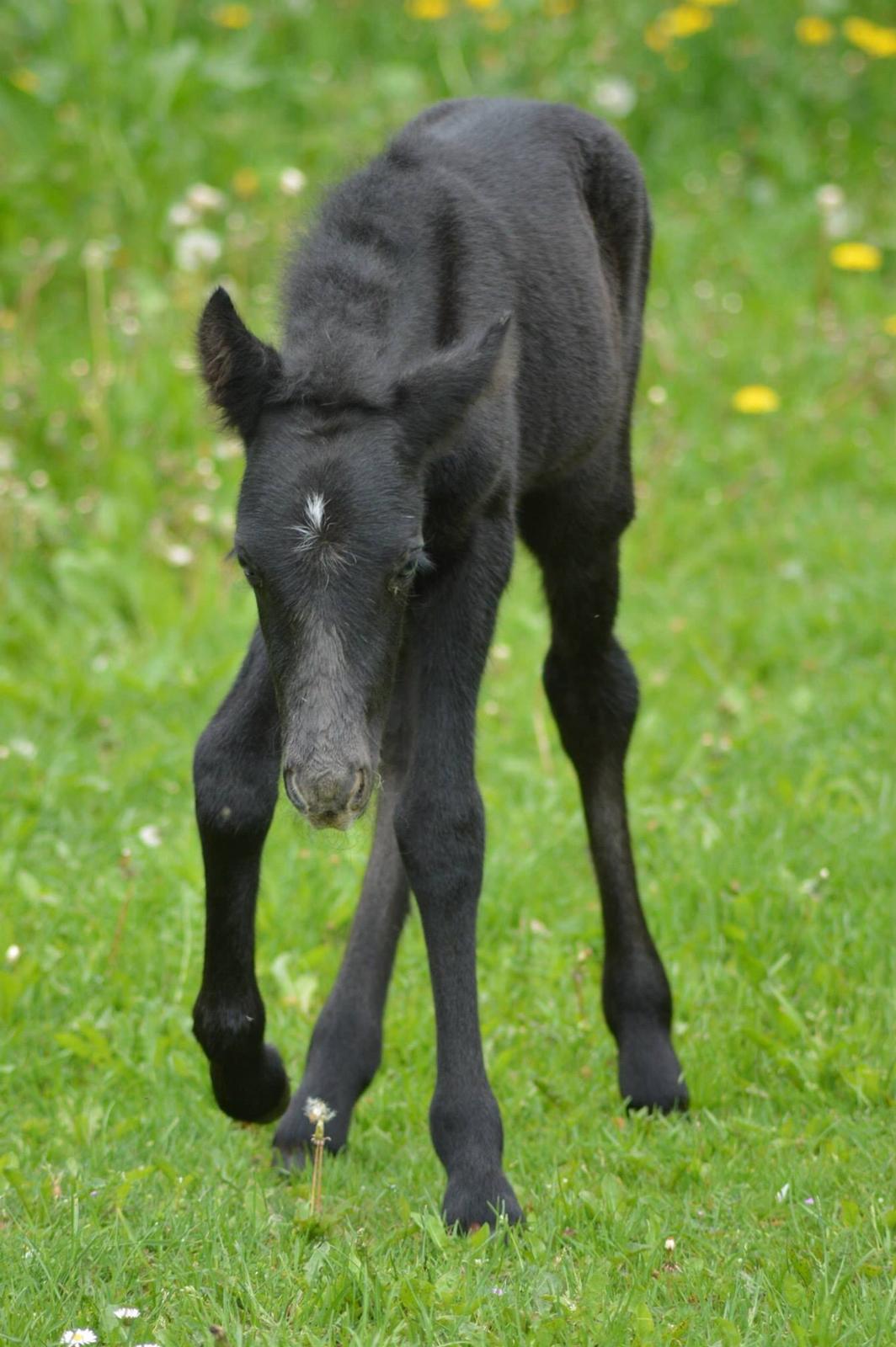 Islænder Kiljan Fra Stokbro billede 8