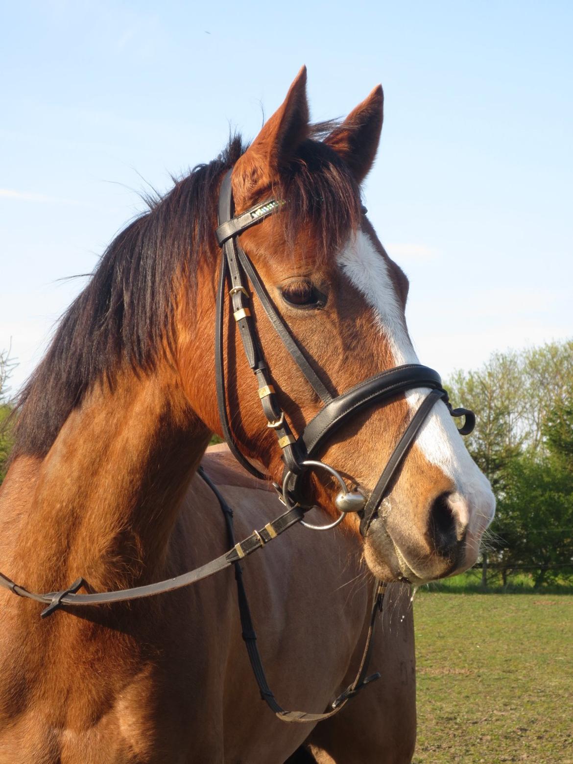 DSP Thorslunds Sunny Boy - Velommen til Grisens profil :D billede 1